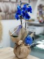 Çiçekçi - Mavi Orkide