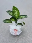 Çiçekçi - Orta Boy Difenbahia Tropic Çiçeği