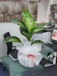 Çiçekçi - Orta Boy Difenbahia Tropic Çiçeği