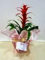 Çiçekçi - Orta Boy Guzmania