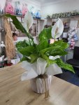 Çiçekçi - Orta Boy Spathiphyllum Çiçeği