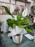 Çiçekçi - Orta Boy Spathiphyllum Çiçeği