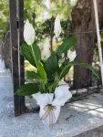 Çiçekçi - Orta Boy Spathiphyllum Çiçeği