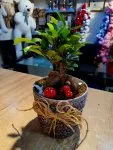 Çiçekçi - Seramik Saksıda Bonsai