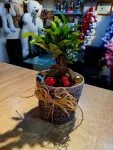 Çiçekçi - Seramik Saksıda Bonsai