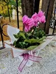 Çiçekçi - Sıklamen Tavşan Kulağı